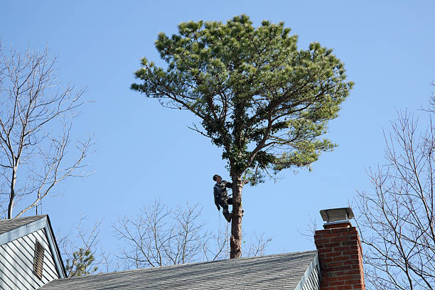 Best Tree Preservation Services  in Fairfax, CA